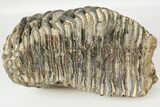 6.4" Fossil Woolly Mammoth Upper M2 Molar - North Sea Deposits - #200777-1